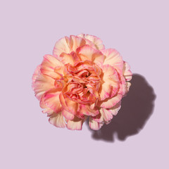 Beautiful pink carnation flower cut on pink background