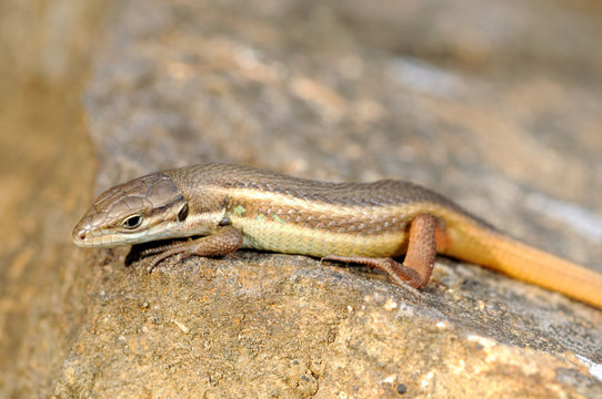 Algerischer Sandl&auml;ufer (Psammodromus algirus) - Algerian psammodromus / Spanien - Spain