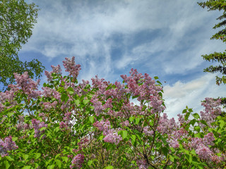 Obraz premium large lilac Bush on the background of feather clouds and bright sky
