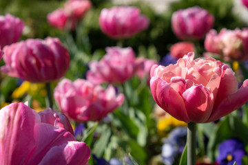 Beautiful and colorful tulips of all kind bloom in full power in the deserted parks and lanes of...