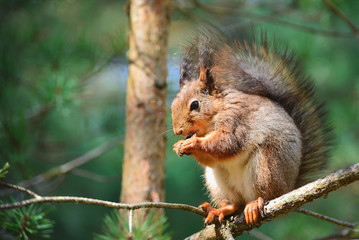 squirrel on a tree