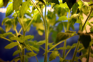 Growing tomato seedlings. Beautiful young green stems with hairs and leaves of tomatoes growing under artificial lighting on dark saturated blue background