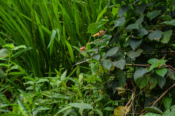 Picture of west Indian lantana flowers blooming in the agricultural field