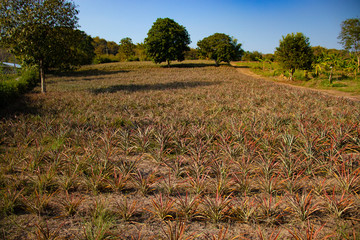 A beautiful view of Chiang Rai city and its nature.