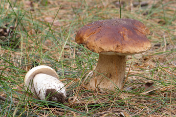  Mushrooms in the autumn forest © moniadk