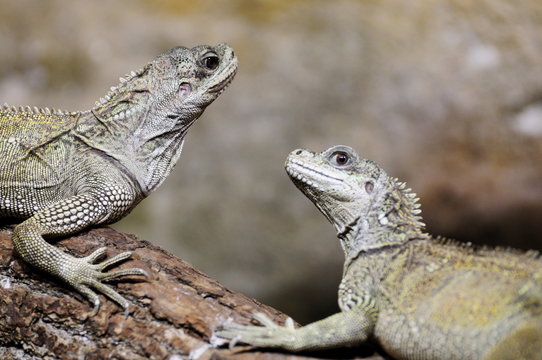 Portrait of lizzards on branch, nature background.