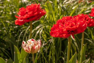 Beautiful and colorful tulips of all kind bloom in full power in the deserted parks and lanes of Sofia during corona virus isolation measures. 