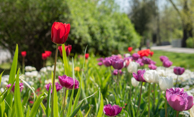 Beautiful and colorful tulips of all kind bloom in full power in the deserted parks and lanes of Sofia during corona virus isolation measures. 