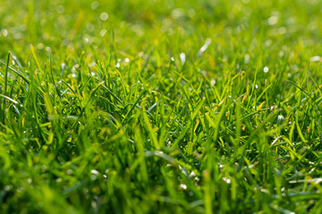 Close up of fresh thick grass with water drops in the early morning and beautiful light