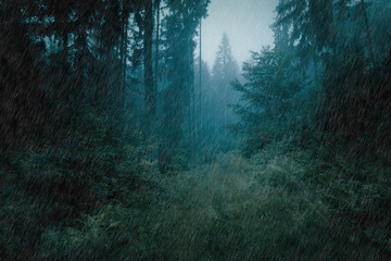 Rain in the dark misty forest landscape. Dark foggy spruce forest.