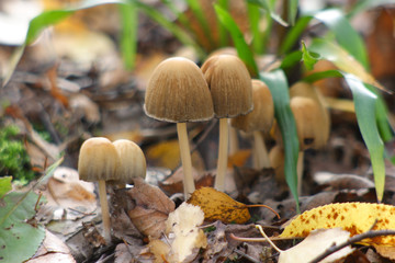  Mushrooms in the autumn forest © moniadk