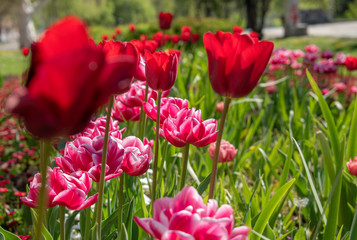Obraz premium Beautiful and colorful tulips of all kind bloom in full power in the deserted parks and lanes of Sofia during corona virus isolation measures. 