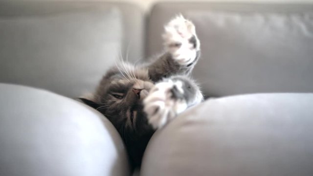 cute sleepy blue tabby white maine coon cat resting on comfortable sofa stretching out paws