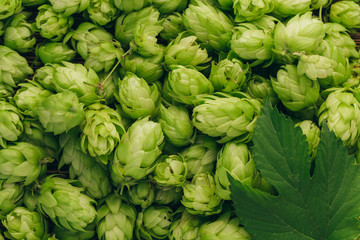 Fototapeta na wymiar Green ripe hop cones and leaves for brewery and bakery background pattern.
