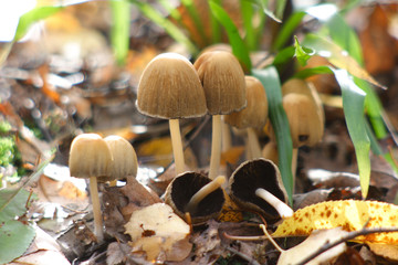  Mushrooms in the autumn forest © moniadk