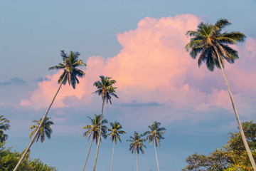 Tropical scenery background with coconut palm trees in front of beautiful sky with pink clouds.