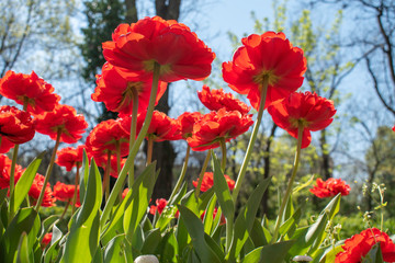 Beautiful and colorful tulips of all kind bloom in full power in the deserted parks and lanes of Sofia during corona virus isolation measures. 