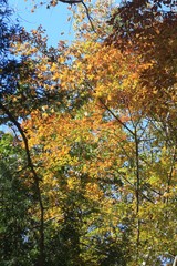 Bright colors in the autumn trees