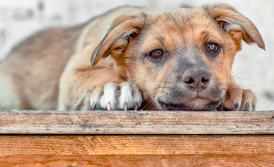 red mongrel puppy lays on wooden table