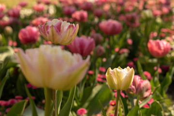 Obraz na płótnie Canvas Beautiful and colorful tulips of all kind bloom in full power in the deserted parks and lanes of Sofia during corona virus isolation measures. 