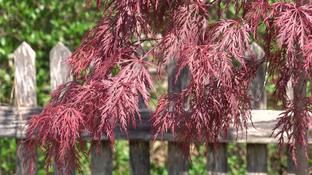 Red japanese laceleaf maple, Acer palmatum Dissectum Atropurpureum