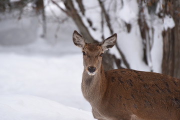 cervo capriolo montagna pejo val di sole trentino Italia 