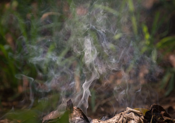 smoke on the forest