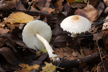  Mushrooms in the autumn forest © moniadk