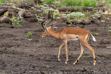 Naklejka na ściany i meble One impala ram walking from right to left in Mapungubwe National Park, South Africa