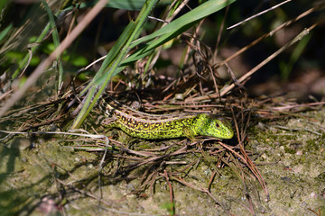 beautiful green  lizard on the stone