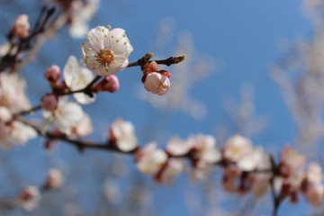 Smart view of almond Japanese tree blooming with beautiful, spring  flowers