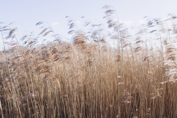 Obraz premium Agricultural autumn field. Nature concept