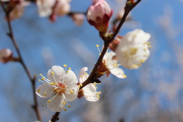 Smart view of almond tree blooming with beautiful, Japanese flowers.