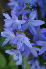 blue flowers of a plant