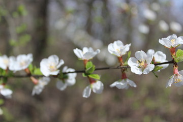 Wils cherry branch with white flowers and buds in blossom in spring season