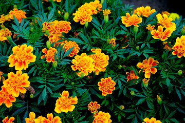 
Yellow flowers in a city park.
Floral background for design.
