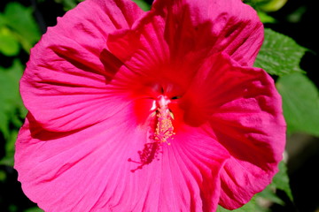 
Beautiful bright flowers in a city park.
Floral background for web design.