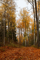 Path covered by fallen foliage and golden trees along the path near Aegviidu, Estonia. Autumn season, moody weather.