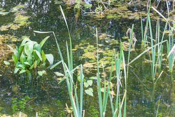 Pond with vairious plants close up