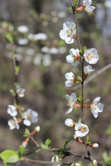 Beautiful, blossom of white flowers on the apple branch in spring in macro on Easter flowers background