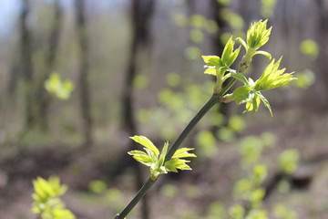 Branch with green, fresh leaves of tree in sunny, spring day in the forest