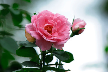 A rose is a woody perennial flowering plant of the genus Rosa, in the family Rosaceae, or the flower it bears [1]. There are over three hundred species and thousands of cultivars [2]. They form a grou