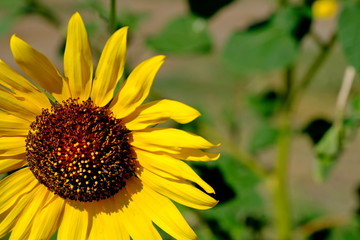 
Yellow flowers in a city park.
Floral background for design.