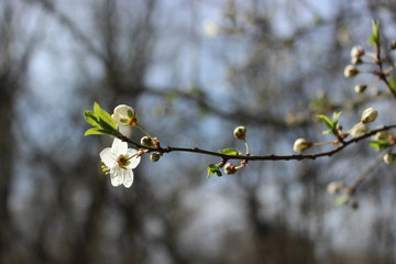 Spring branch of wild, cherry tree with buds and flower