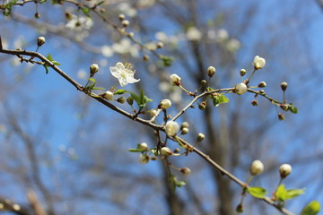 Green branch with spring buds and white flowers of wild cherry tree in blossom