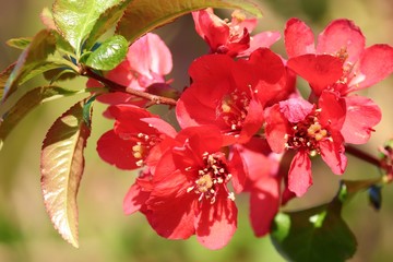 rote Blüten einer Zierquitte