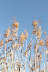 Obraz premium Dry yellow cane on a background of blue sky