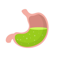 Human stomach. Internal organ of body. Bubbles in acid. X-ray of belly. Digestive problems. Cartoon flat illustration. Medical care