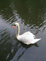 swan on the lake