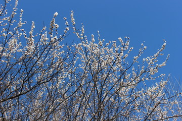 Spring, dreamy background with bright, blue sky and branches with white cherry flowers in blossom